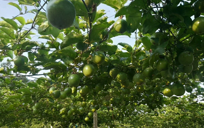 百香果市场价多少钱一斤【百香果市场多少钱一斤】