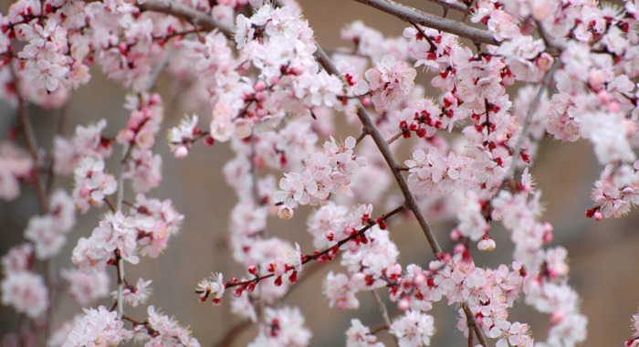 三月青海湖适合旅游吗【三月适合去青海哪里】
