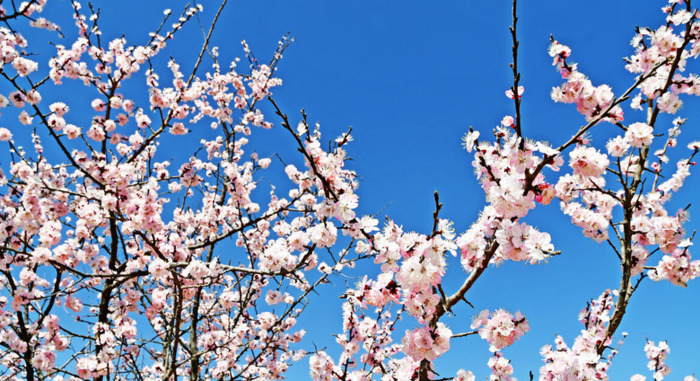 三月青海湖适合旅游吗【三月适合去青海哪里】