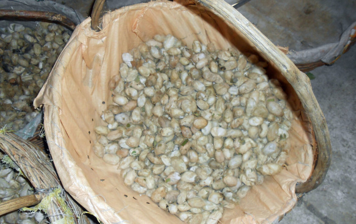 蚕丝被多少钱一斤合适【蚕丝被多少钱1斤】