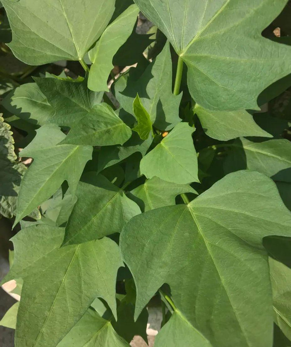 暗绿色怎么调出来【暗绿色怎么调出来颜料】