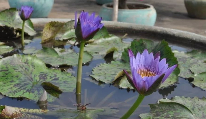 月白星紫【月白星紫是什么颜色】