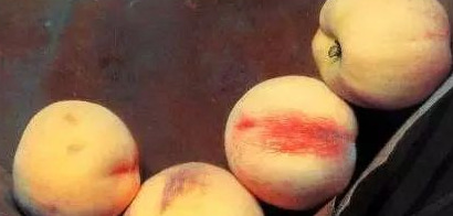 饕餮与水蜜桃【饕餮与水蜜桃为什么不写了】