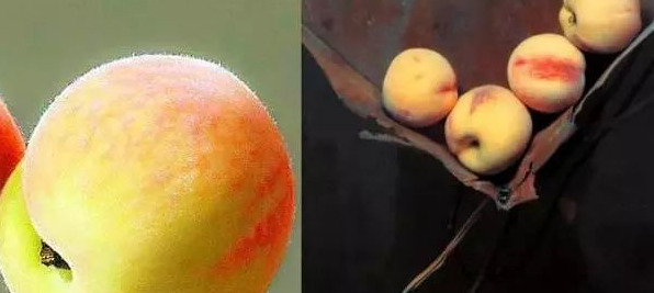 饕餮与水蜜桃【饕餮与水蜜桃为什么不写了】