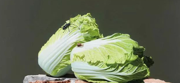 饕餮与水蜜桃【饕餮与水蜜桃为什么不写了】