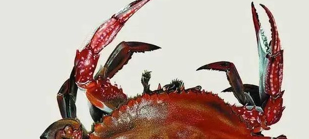 饕餮与水蜜桃【饕餮与水蜜桃为什么不写了】