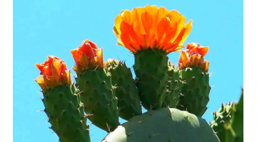 在家里养仙人掌【家里不可以养仙人掌吗】