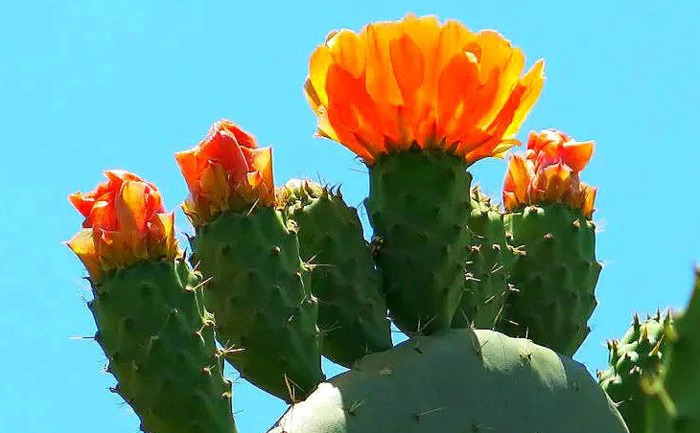 在家里养仙人掌【家里不可以养仙人掌吗】