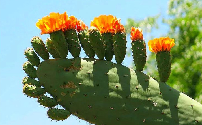 在家里养仙人掌【家里不可以养仙人掌吗】