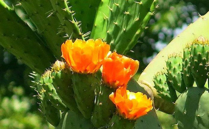 在家里养仙人掌【家里不可以养仙人掌吗】