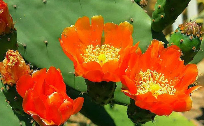 在家里养仙人掌【家里不可以养仙人掌吗】