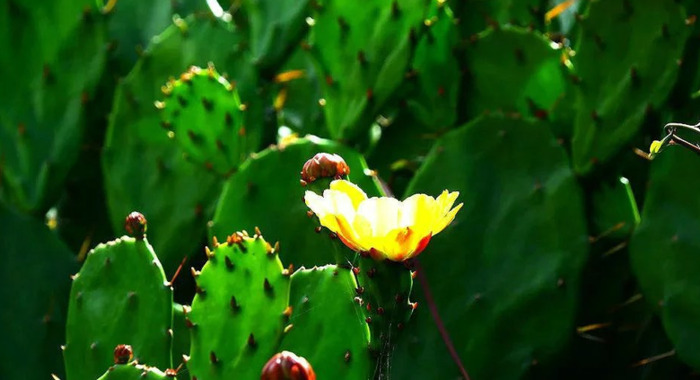 在家里养仙人掌【家里不可以养仙人掌吗】