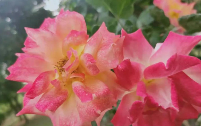 闪送三天必须接一单么【闪送刚开始3天之内必须跑一单吗?】