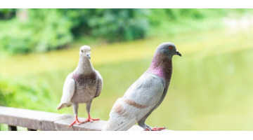 鸽子哪五种人不能吃鸽子和子【鸽子哪五种人不能吃白鸽炖王芪可以吗?】