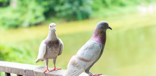 鸽子哪五种人不能吃鸽子和子【鸽子哪五种人不能吃白鸽炖王芪可以吗?】