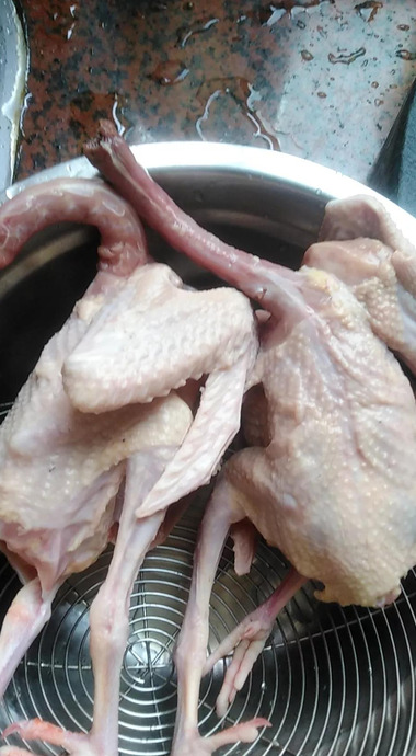 鸽子哪五种人不能吃鸽子和子【鸽子哪五种人不能吃白鸽炖王芪可以吗?】