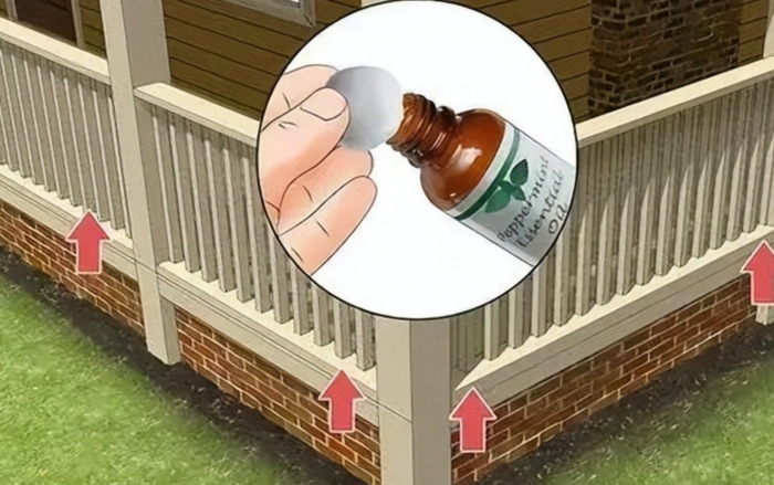 家里有老鼠怎么办能除根【如何彻底消灭家里的老鼠】