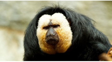 白脸狐尾猴【白脸狐儿是男是女】