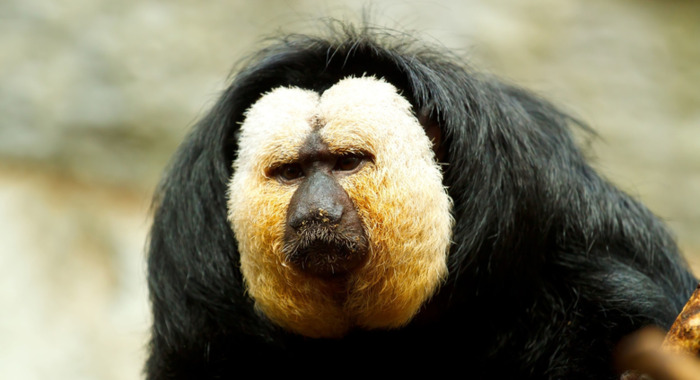 白脸狐尾猴【白脸狐儿是男是女】