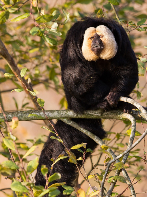 白脸狐尾猴【白脸狐儿是男是女】