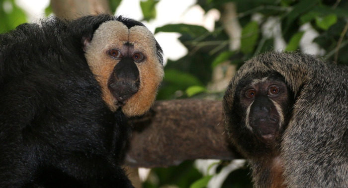 白脸狐尾猴【白脸狐儿是男是女】