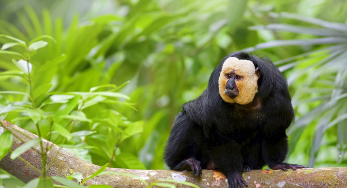 白脸狐尾猴【白脸狐儿是男是女】