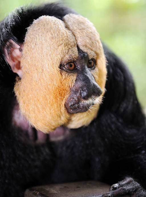 白脸狐尾猴【白脸狐儿是男是女】