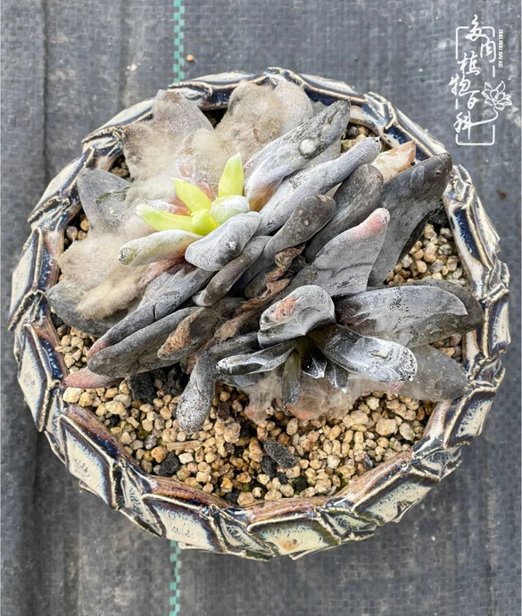 欣赏多肉的感想【养多肉对生活的感悟】