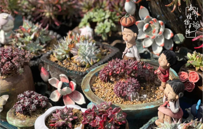 欣赏多肉的感想【养多肉对生活的感悟】