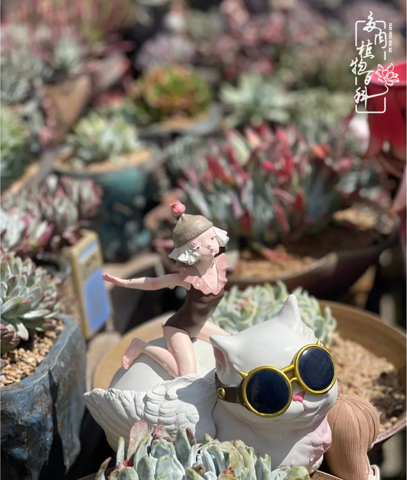 欣赏多肉的感想【养多肉对生活的感悟】