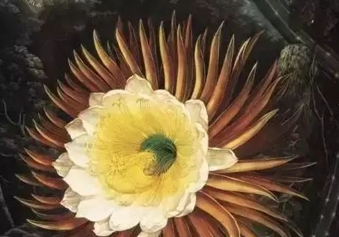 小学生树牌设计图片简单木瓜【小学生树牌设计图片怎么画最好看】