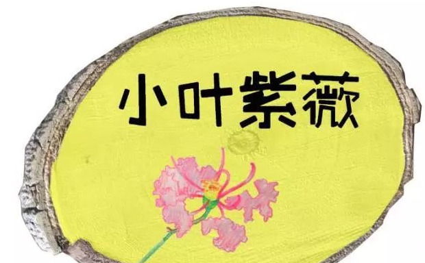 小学生树牌设计图片简单木瓜【小学生树牌设计图片怎么画最好看】