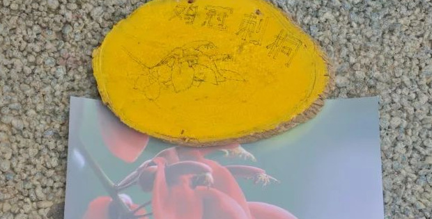 小学生树牌设计图片简单木瓜【小学生树牌设计图片怎么画最好看】