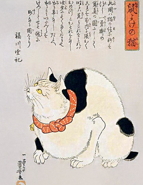 柴郡猫的露齿笑【柴郡猫的露齿笑为什么出名】