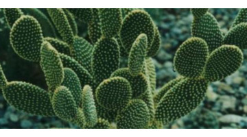 家里不可以养仙人掌吗【家里适不适合养仙人掌】