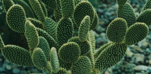 家里不可以养仙人掌吗【家里适不适合养仙人掌】