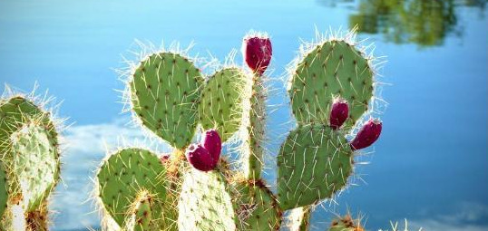 家里不可以养仙人掌吗【家里适不适合养仙人掌】