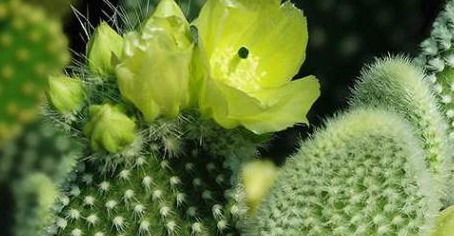 家里不可以养仙人掌吗【家里适不适合养仙人掌】