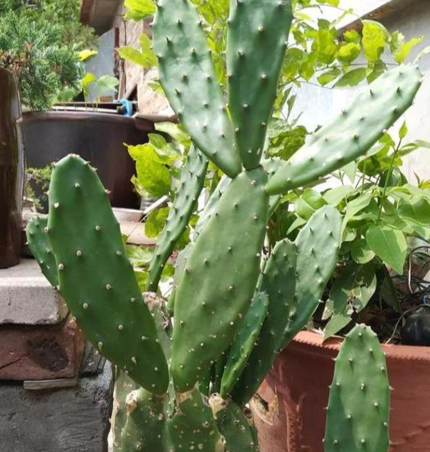 家里不可以养仙人掌吗【家里适不适合养仙人掌】