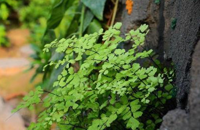 家里不可以养仙人掌吗【家里适不适合养仙人掌】