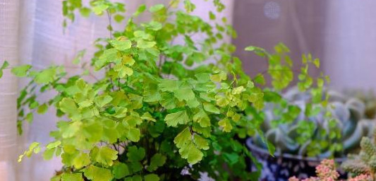 家里不可以养仙人掌吗【家里适不适合养仙人掌】