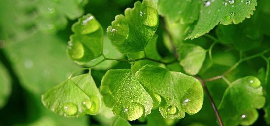 家里不可以养仙人掌吗【家里适不适合养仙人掌】