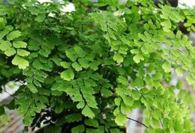 家里不可以养仙人掌吗【家里适不适合养仙人掌】