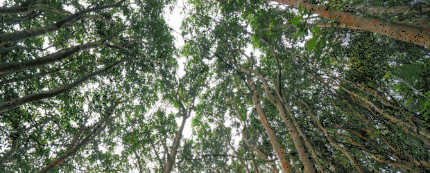 香水扩香石的使用方法【石膏扩香石的使用方法】