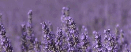 香水扩香石的使用方法【石膏扩香石的使用方法】