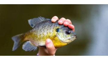 死鱼正口什么意思【死鱼正口是什么原因】