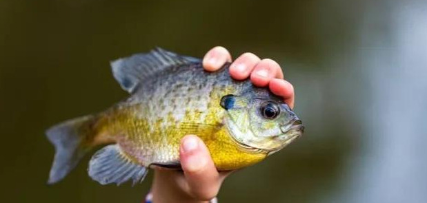 死鱼正口什么意思【死鱼正口是什么原因】