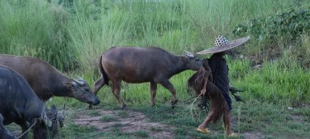 死鱼正口什么意思【死鱼正口是什么原因】