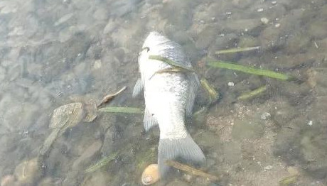 死鱼正口什么意思【死鱼正口是什么原因】