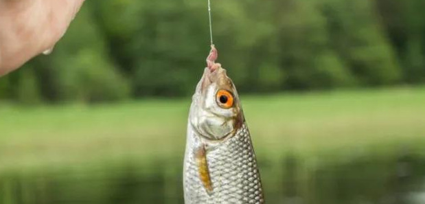 死鱼正口什么意思【死鱼正口是什么原因】